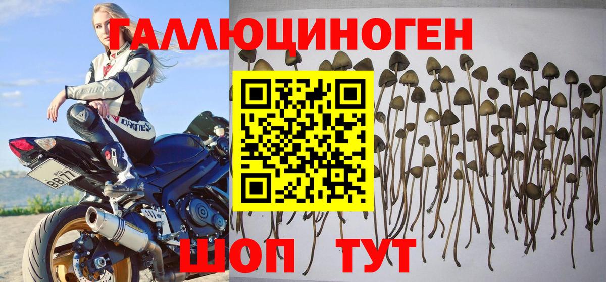 Псилоцибиновые грибы Psilocybe  Вход с VPN  Бийск 